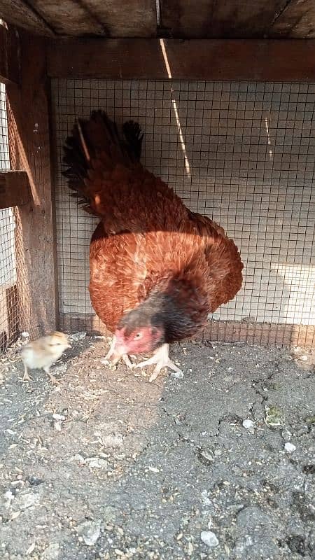 aseel murga murgiyan with chicks  hen and chicks pair 10