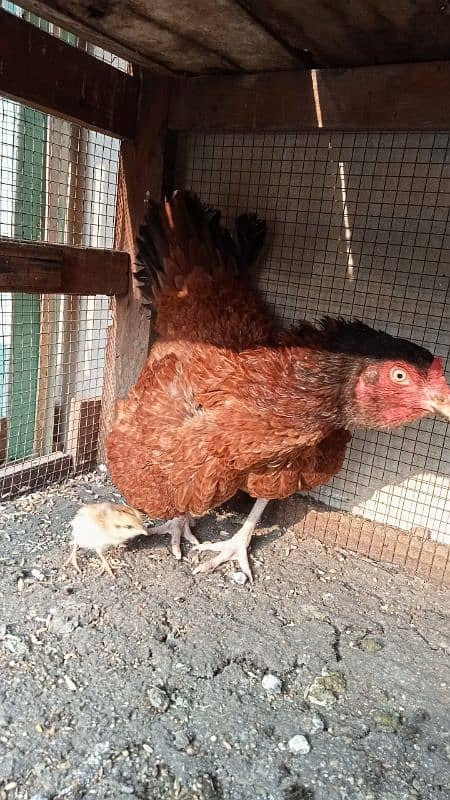 aseel murga murgiyan with chicks  hen and chicks pair 11