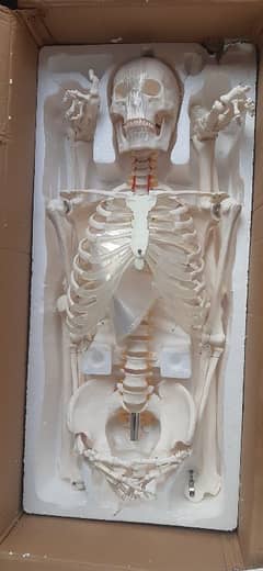 Skeleton,