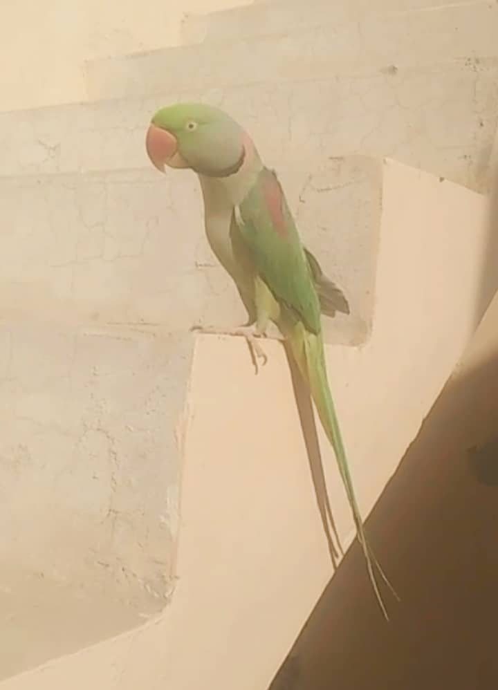 Hand Teamed Raw Alexander Male Parrot For sale. 0