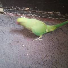 ring parrot for sale age 6 months