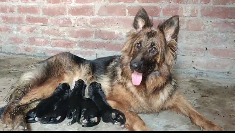 German shepherd Breeder Female Available 0