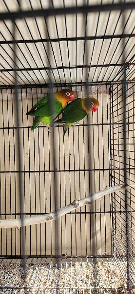 lovebirds breeder pair for sale 0