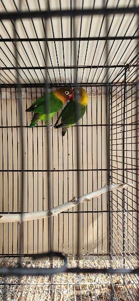 lovebirds breeder pair for sale 1