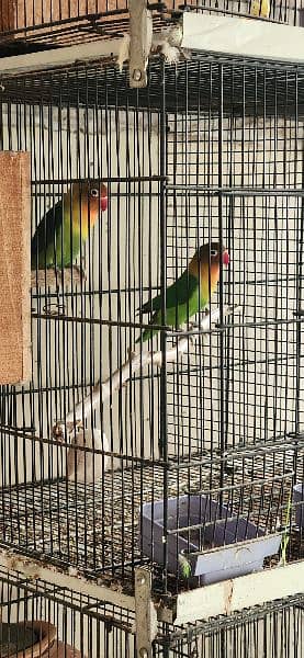 lovebirds breeder pair for sale 2