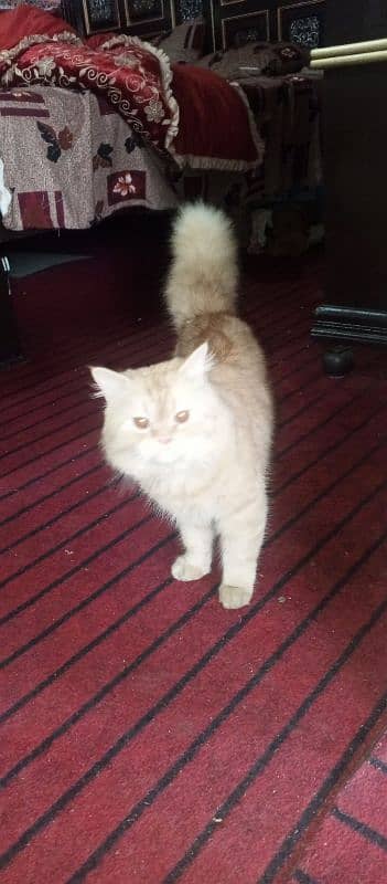 persian cat 5