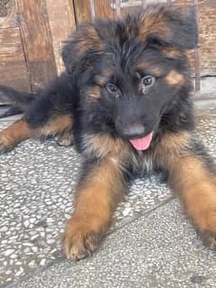 Male Pink Pedigree German Shepherd