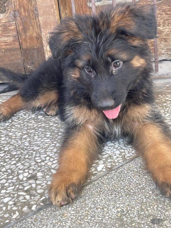 Male Pink Pedigree German Shepherd 0