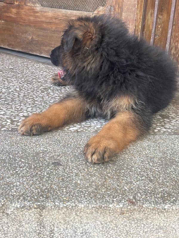 Male Pink Pedigree German Shepherd 1