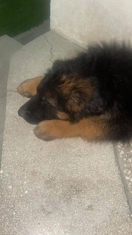 Male Pink Pedigree German Shepherd 2