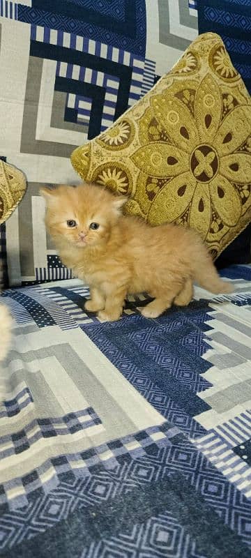 Persian Kittens Triple Coat for Sale 0