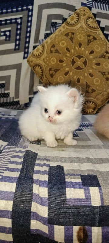 Persian Kittens Triple Coat for Sale 1