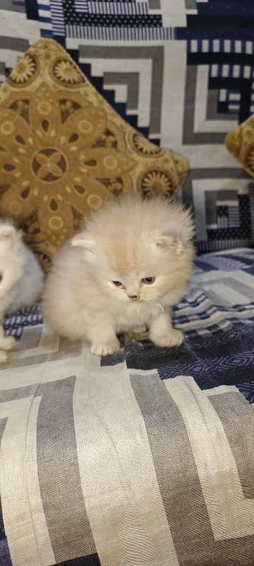 Persian Kittens Triple Coat for Sale 2