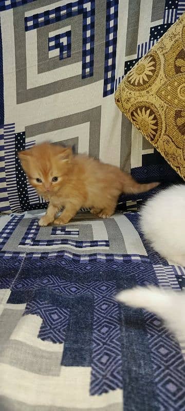 Persian Kittens Triple Coat for Sale 3