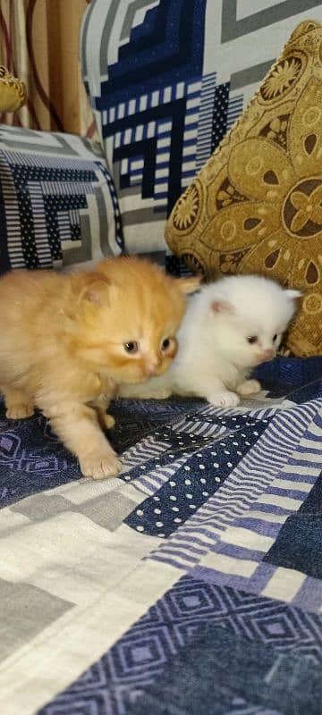 Persian Kittens Triple Coat for Sale 4