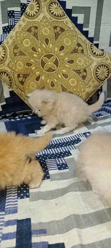 Persian Kittens Triple Coat for Sale 5