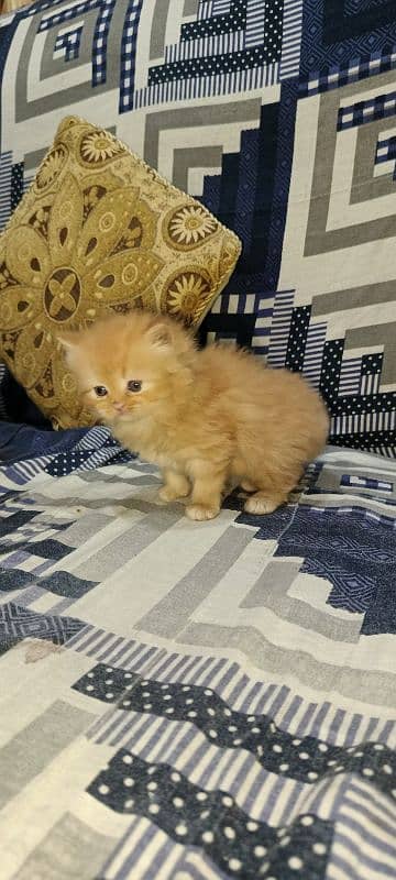 Persian Kittens Triple Coat for Sale 6