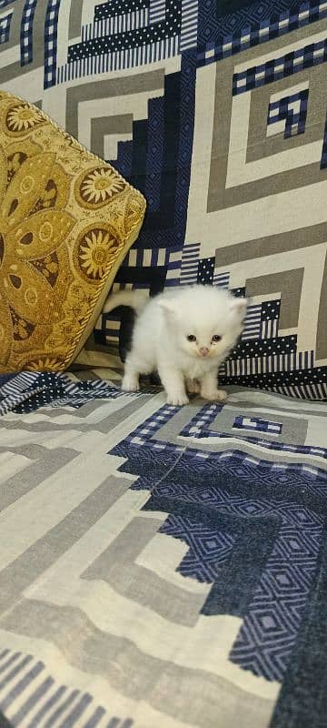 Persian Kittens Triple Coat for Sale 7