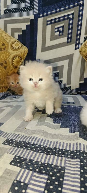 Persian Kittens Triple Coat for Sale 8