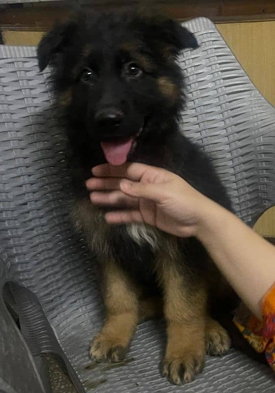 Male Pink Pedigree German Shepherd 3