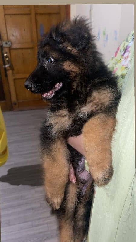 Male Pink Pedigree German Shepherd 4