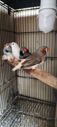 Zebra finch  Mutation finch