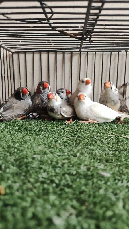 Zebra finch  Mutation finch 1