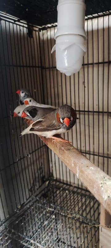 Zebra finch  Mutation finch 2