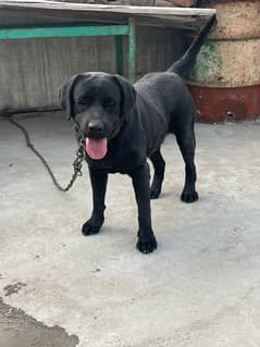 Labrador Female