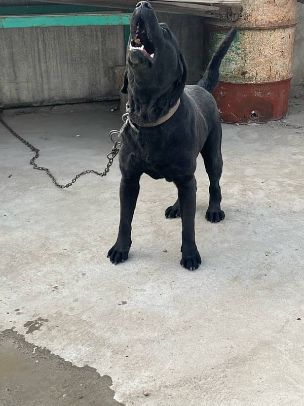 Labrador Female 1