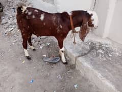 Chamba Munda aandu  Bakra For Sale.