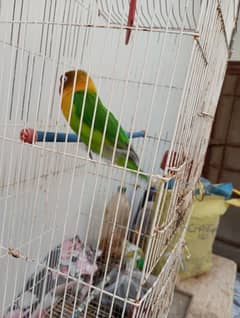 Lovebird fisher female with cage Urgent Sale