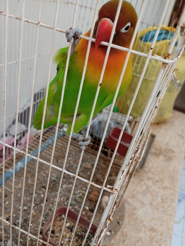 Lovebird fisher female with cage Urgent Sale 1