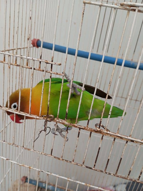 Lovebird fisher female with cage Urgent Sale 2