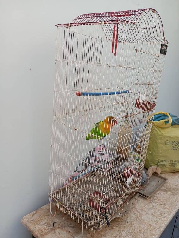 Lovebird fisher female with cage Urgent Sale 3