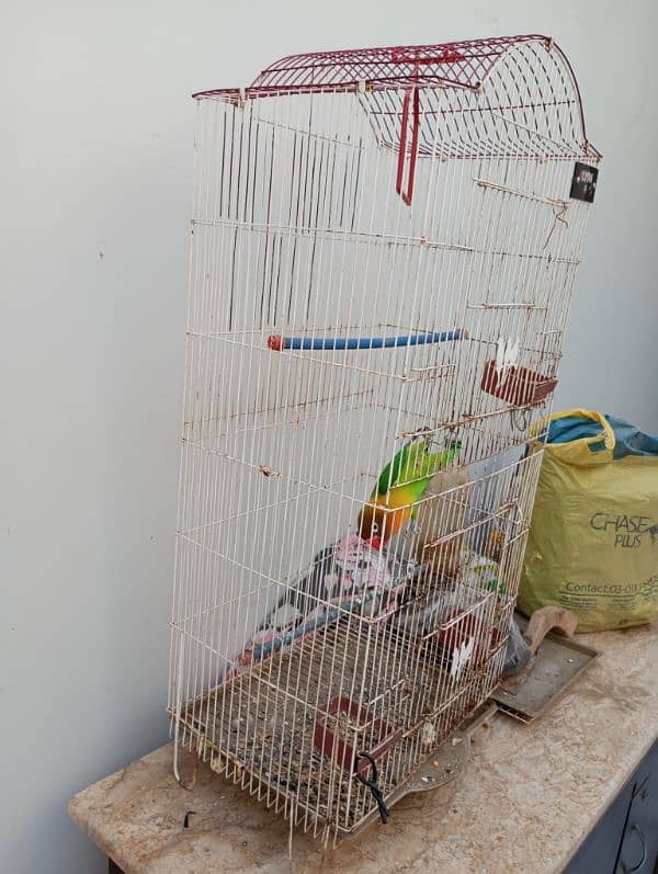 Lovebird fisher female with cage Urgent Sale 4