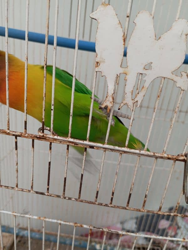 Lovebird fisher female with cage Urgent Sale 5