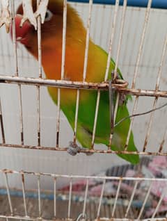 Lovebird fisher female with cage Urgent Sale