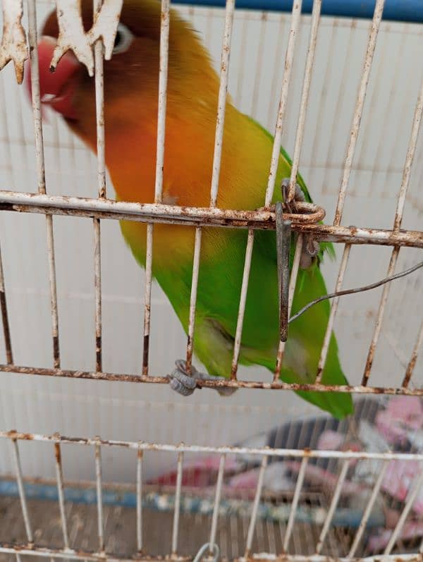 Lovebird fisher female with cage Urgent Sale 6