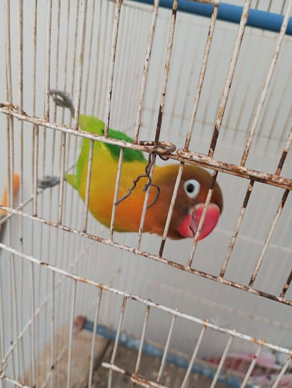 Lovebird fisher female with cage Urgent Sale 7