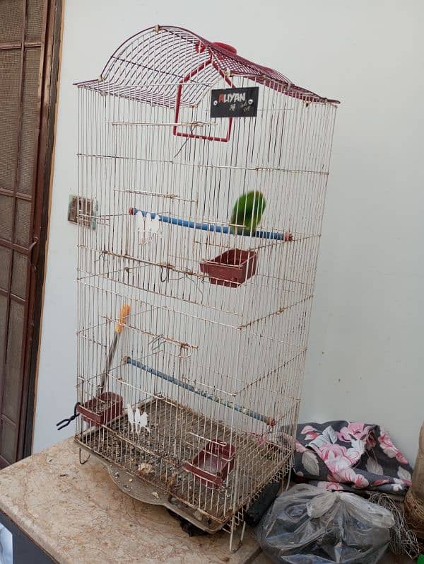 Lovebird fisher female with cage Urgent Sale 8