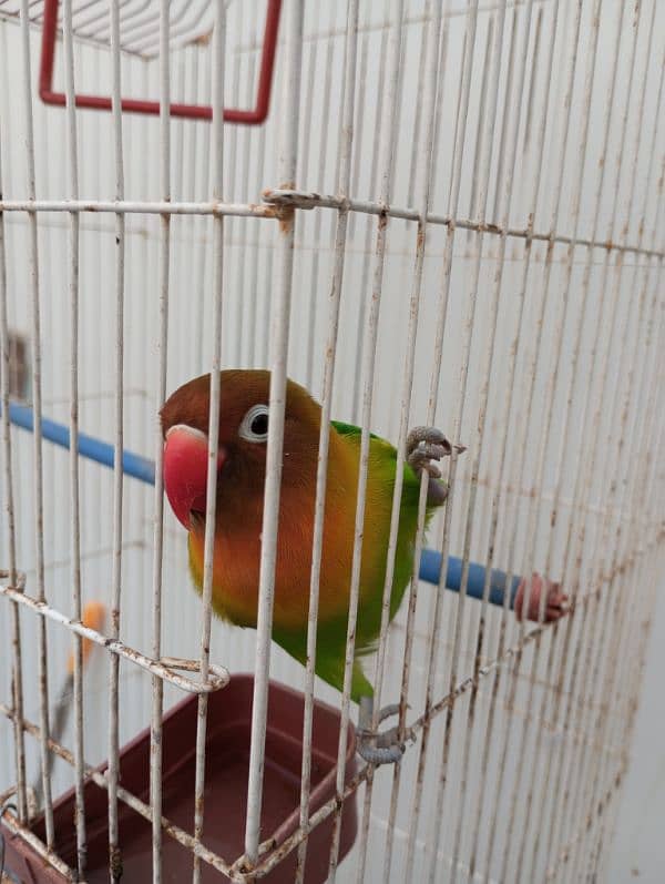 Lovebird fisher female with cage Urgent Sale 9