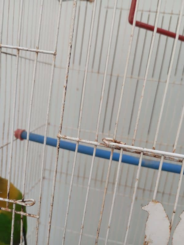 Lovebird fisher female with cage Urgent Sale 10