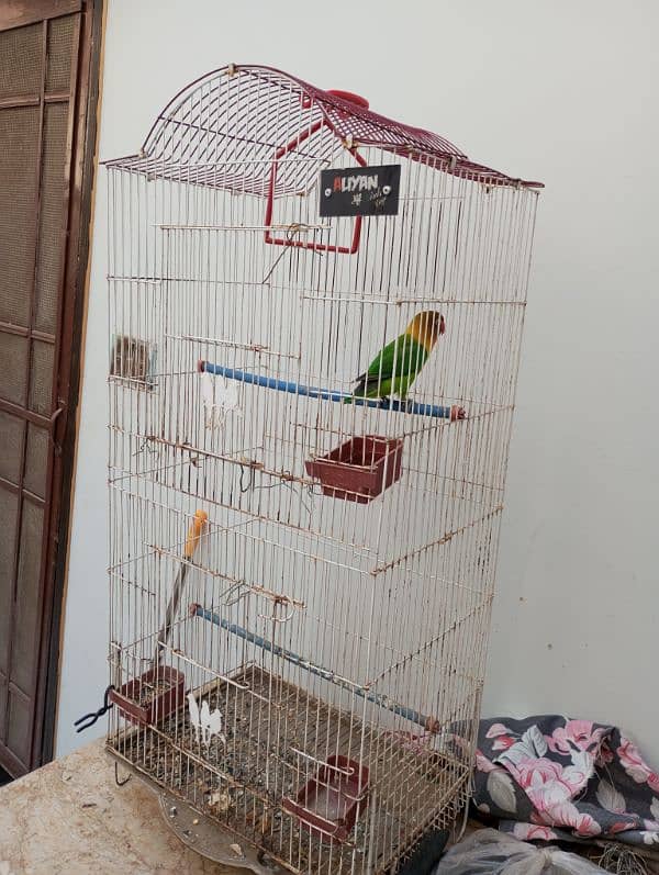 Lovebird fisher female with cage Urgent Sale 11