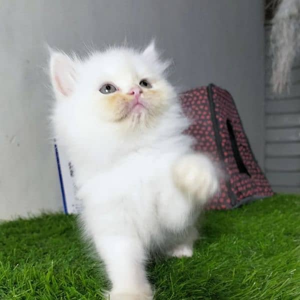 Persian tarrip cotted kittens Available 0