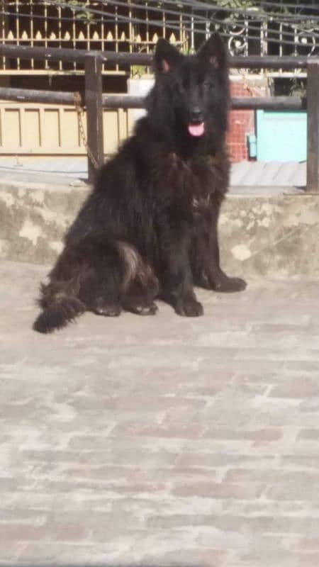 Black shepherd/dog/female/guard dog/breed 2