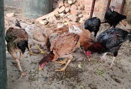 mianwali, lasani aseel hens available for sale. all breeders eggs lyng