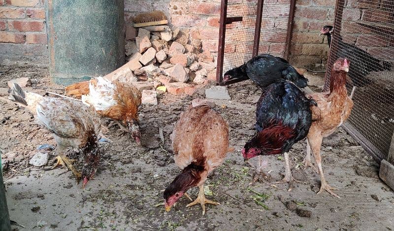 mianwali, lasani aseel hens available for sale. all breeders eggs lyng 1