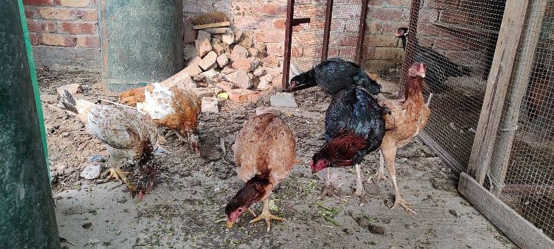 mianwali, lasani aseel hens available for sale. all breeders eggs lyng 2