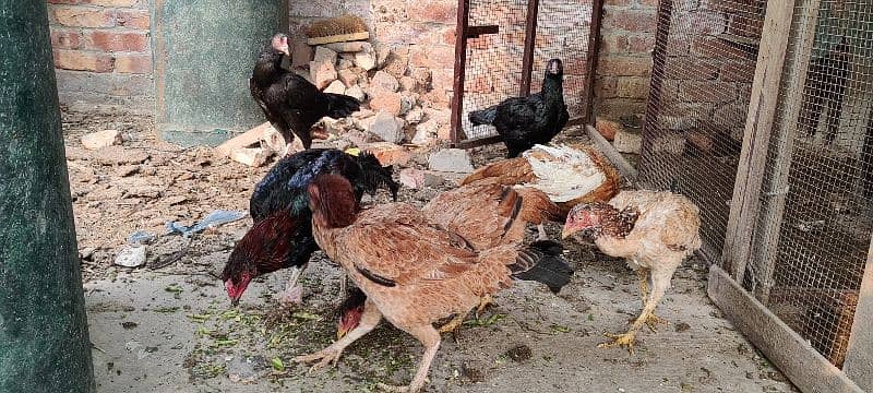 mianwali, lasani aseel hens available for sale. all breeders eggs lyng 3